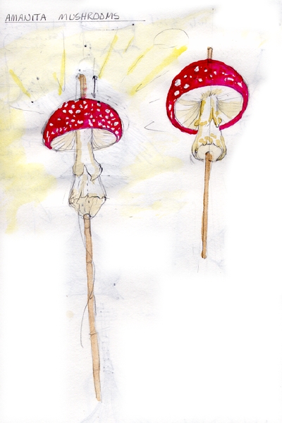 amanita_drawing